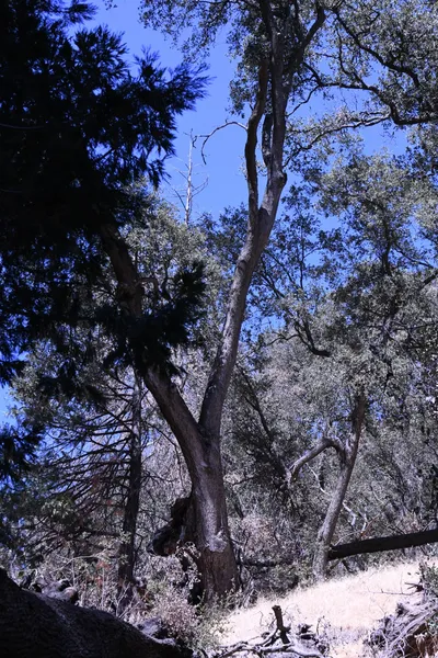 DSC_2186 (Large).JPG